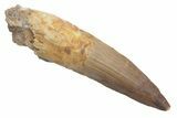 Fossil Spinosaurus Tooth - Real Dinosaur Tooth #222571-1
